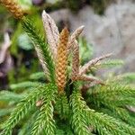 Lycopodium dendroideum Sonstige