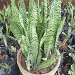 Sansevieria trifasciata Leaf