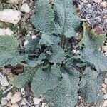 Verbascum phoeniceum 葉