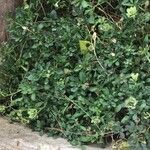Iberis carnosa Hoja