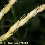 Aegilops ventricosa Flower