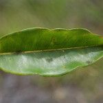 Syzygium borbonicum Leaf