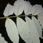 Oreomunnea pterocarpa Leaf
