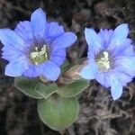Gentiana zollingeri 花