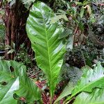 Anthurium plowmanii Leaf
