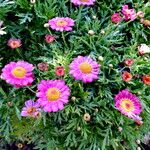 Argyranthemum frutescens Цвят