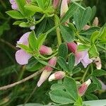 Chamaecytisus purpureus Fuelha