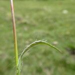 Luzula campestris Leaf