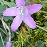 Campanula portenschlagiana Floare