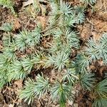 Cedrus atlantica Feuille