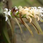 Cyrtorchis ringens Flower