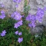 Campanula persicifoliaBlüte