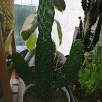 Consolea rubescens Hoja