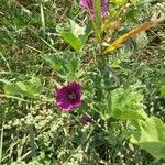 Malva arboreaFlower