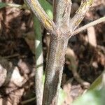 Monarda punctata Bark