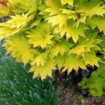 Acer shirasawanum Folha