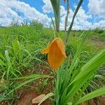 Gladiolus dalenii Floare