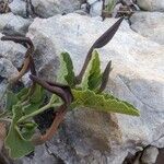 Aristolochia pistolochia Квітка