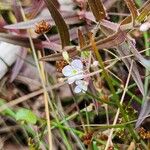 Veronica scutellata 花