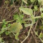 Mentha pulegium Blatt