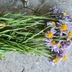 Aster alpinusFlors