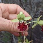 Eulophia flabellata Blüte