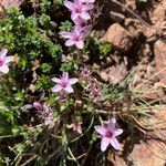 Arenaria purpurascens Květ