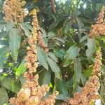 Mangifera indica পাতা