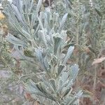 Artemisia tridentataHostoa