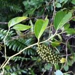 Piper borbonense Fruit