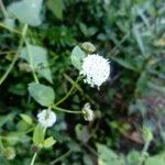 Melanthera nivea Λουλούδι
