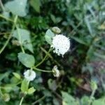 Melanthera nivea Voninkazo
