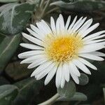 Pachystegia insignis Flor