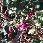 Myrsine africana Libunga