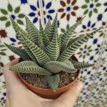 Haworthia limifolia Leaf