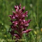 Anacamptis coriophora Flor
