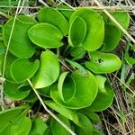 Parnassia glauca Fuelha