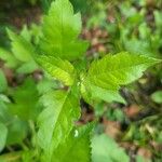 Crataegus phaenopyrum Frunză