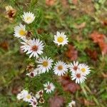 Symphyotrichum ericoides Žiedas