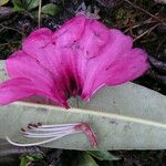 Rhododendron anthosphaerum Blad