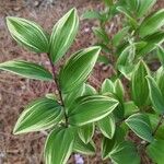 Polygonatum biflorum Leaf