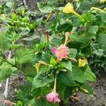 Mirabilis jalapa Habit