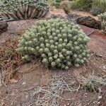 Euphorbia handiensis Foglia