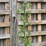 Cirsium ferox Frunză