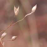 Panicum simile Fruit