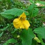 Impatiens noli-tangere Flower