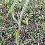 Tulipa sylvestris Flor