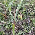 Tulipa sylvestris Fleur