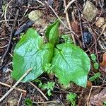 Arum maculatum Foglia