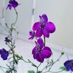 Delphinium orientale Květ